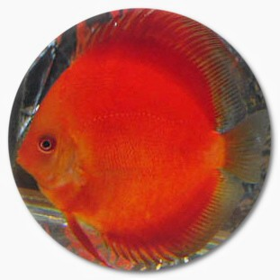 Bright Red Diamond Discus Fish- 2-3 inch Bright Red Diamond Discus Fish- 2-3 inch